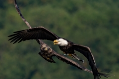 eagles-20151005-DSC_4537-Edit