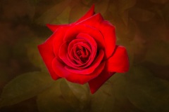 blended photography Rose-6125-texture