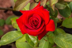 Rose-6125