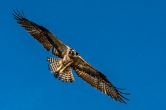 Flying Osprey Spotting its Prey