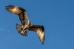 Flying Osprey coming in for a landing