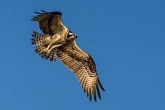 Flying Osprey preparing to land