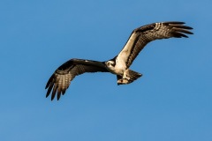 Flying Osprey with a partial fish in its talons