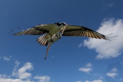 Flying Osprey with fish in talons  photo