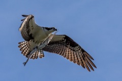 Flying Osprey with a Gat in its talons