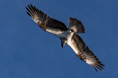 Underside of a Flying Osprey