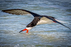 black-skimmer-inflight-