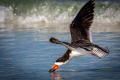 black-skimmer-inflight-2