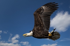Flying Bald eagle With Fish