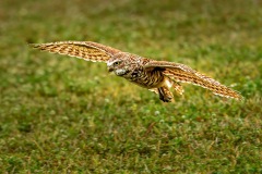Flying Burrowing Owl - 2801