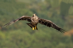 Flying Juvenile Bald Eagle