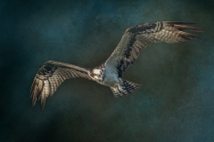 osprey-inflight-