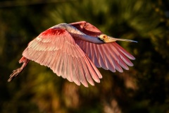 Roseate Spoonbill in Flight at Peaceful Waters