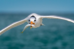 royal-tern-inflight-fish-