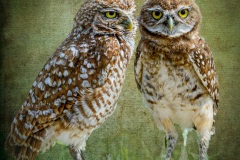 Burrowing-owls-