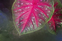 Caladium3050-2