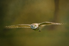 burrowing-owl-inflight-blended-