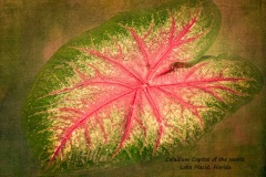 caladium-leaf-2-