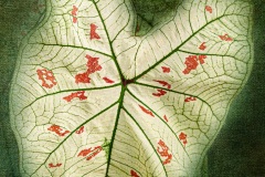 caladium-leaf-4-