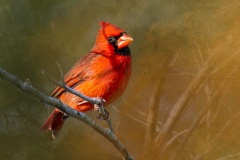 cardinal-