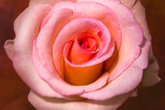 rose-6148-