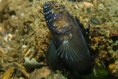 bhb-blenny-1