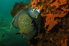 French Angelfish