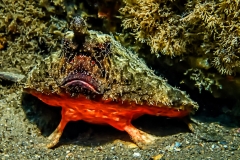 Shortnose Batfish