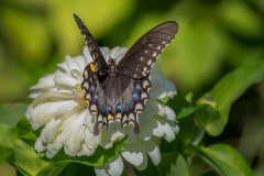 Black-Swallowtail-2315