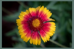 Blanket-flower-6054