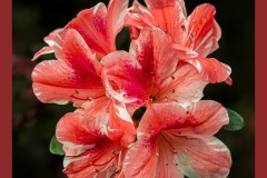 Copy-of-azalea-7335