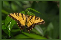 Eastern-Tiger-swallowtail-2378