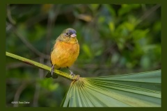 Juvenile-male-painted-bunting-8759