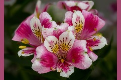 Peruvian-lily-6047-2