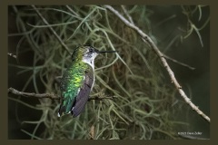 Ruby-throated-Hummingbird-2619