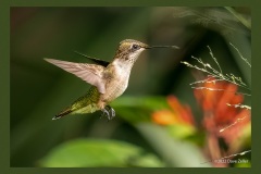 Ruby-throated-Hummingbird-2629