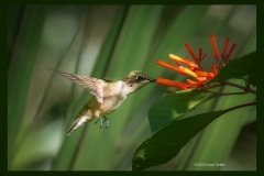 Ruby-throated-Hummingbird-2633