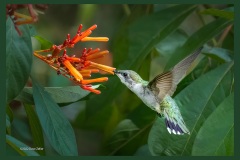 Ruby-throated-Hummingbird-2655