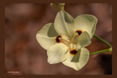 african-iris-7468