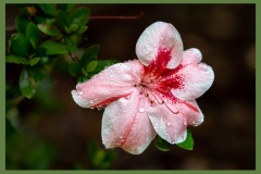 azalea-6120