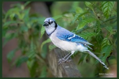 blue-jay-0286