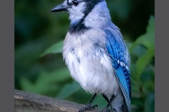 blue-jay-6065