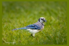 bluejay-0923