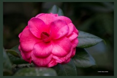 camellia-4446