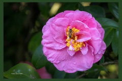 camellia-5161