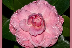 camellia-5628