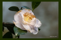 camellia-7400