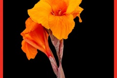 canna-lily6209