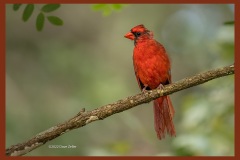 cardinal-2556