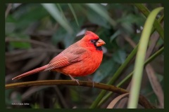 cardinal-5195